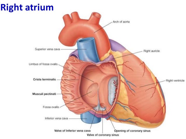 3 internal features of the heart
