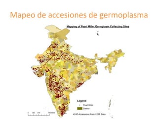 Fortalecimiento de los sistemas de semillas como una estrategia de adaptación al cambio climático para los pequeños agricultores, Por Jacob Van Etten 
