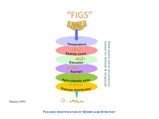 Fortalecimiento de los sistemas de semillas como una estrategia de adaptación al cambio climático para los pequeños agricultores, Por Jacob Van Etten 