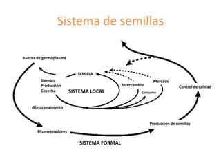 Fortalecimiento de los sistemas de semillas como una estrategia de adaptación al cambio climático para los pequeños agricultores, Por Jacob Van Etten 