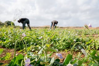 Hidden Green Movement | PPT