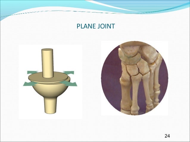 Biarticular Joint