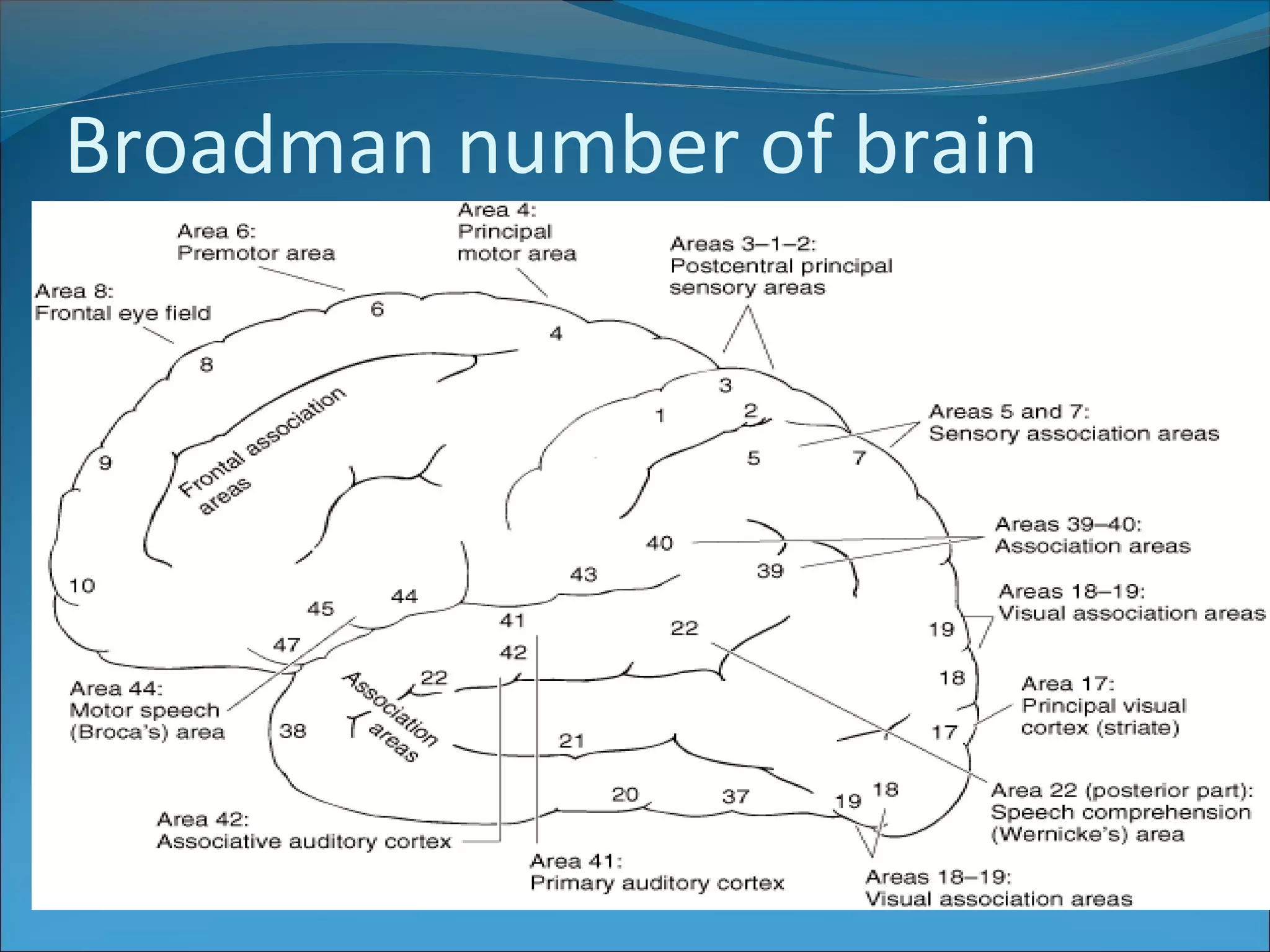 Anatomy of the Cerebrum | PPT