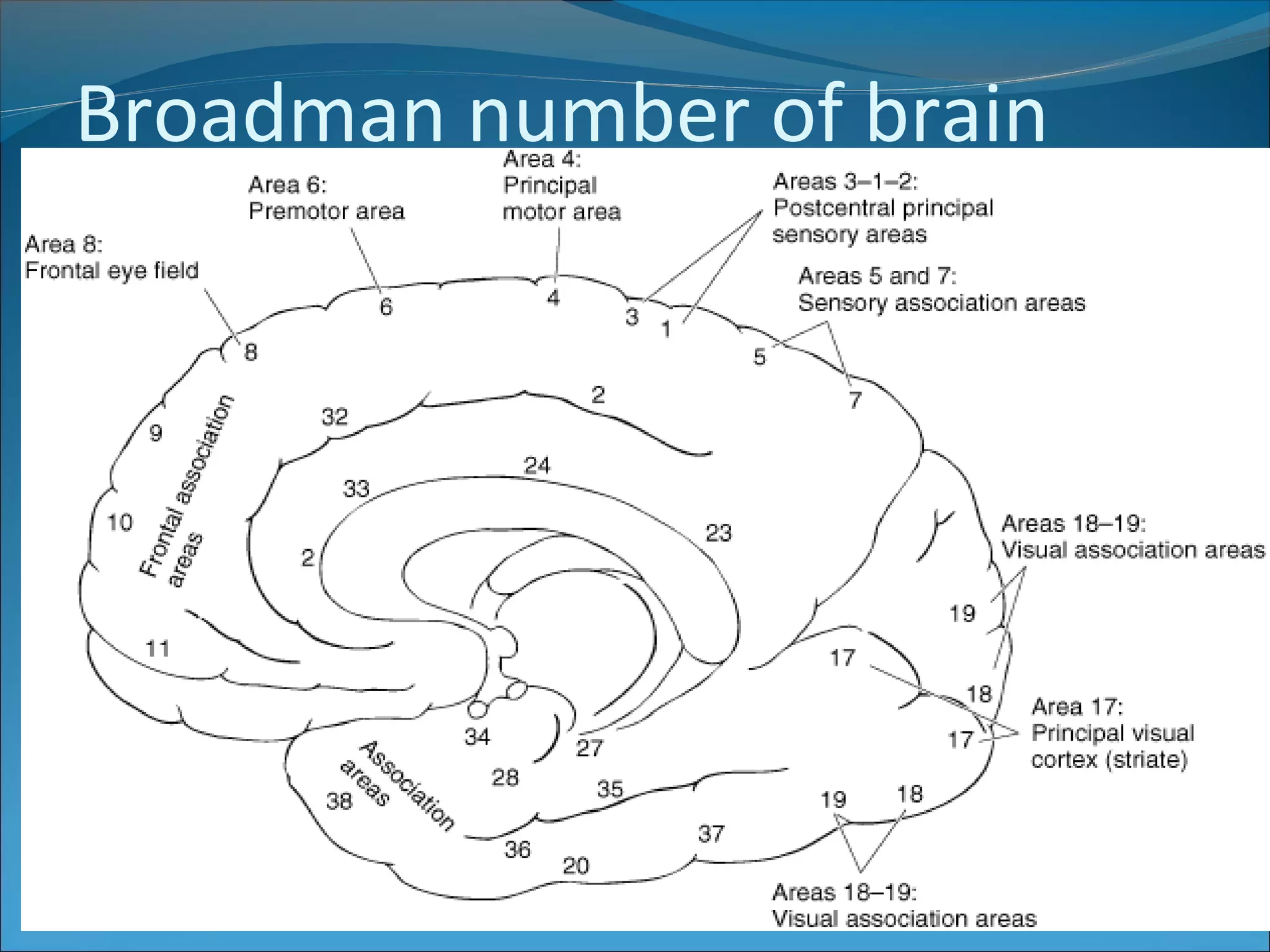 Anatomy of the Cerebrum | PPT