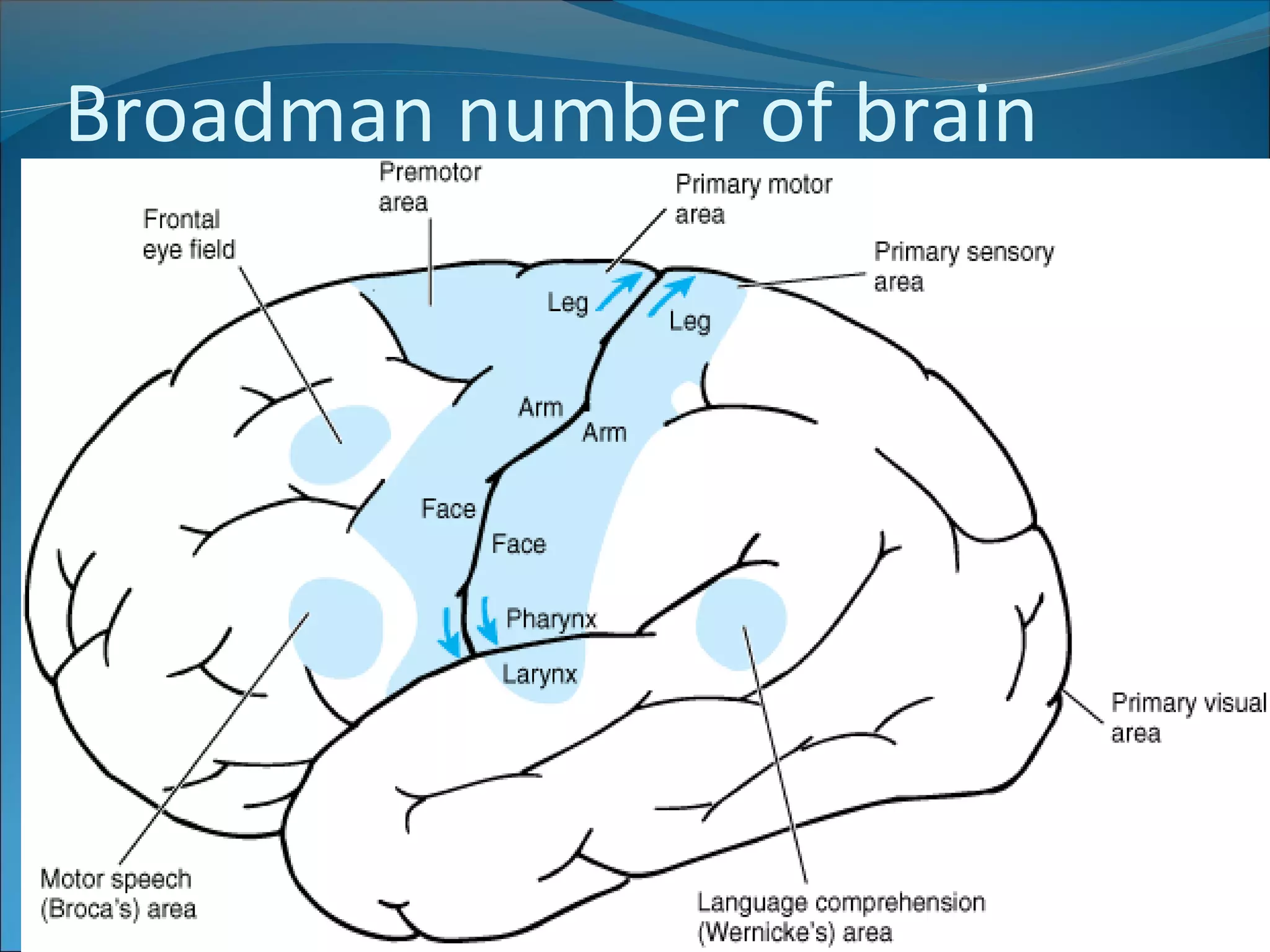 Anatomy of the Cerebrum | PPT