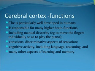 Anatomy of the Cerebrum | PPT
