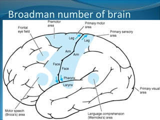 Broad Man Classification Anatomy of the Cerebrum | PPT