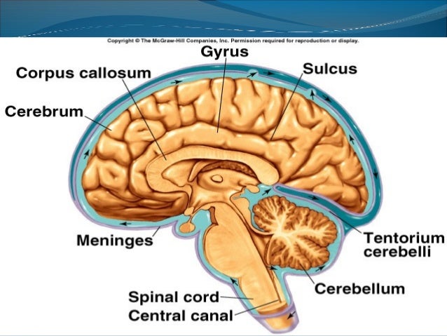 anatomy of the cerebrum