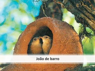 João de barro
 