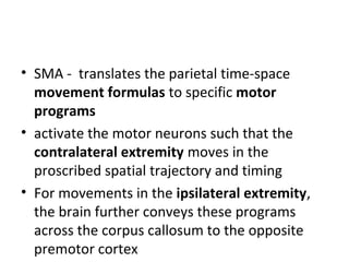 • SMA - translates the parietal time-space
movement formulas to specific motor
programs
• activate the motor neurons such that the
contralateral extremity moves in the
proscribed spatial trajectory and timing
• For movements in the ipsilateral extremity,
the brain further conveys these programs
across the corpus callosum to the opposite
premotor cortex
 