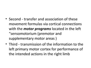 • Second - transfer and association of these
movement formulas via cortical connections
with the motor programs located in the left
“sensomotorium (premotor and
supplementary motor areas )
• Third - transmission of the information to the
left primary motor cortex for performance of
the intended actions in the right limb
 
