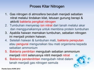 Proses Kitar Nitrogen
1. Gas nitrogen di atmosfera berubah menjadi sebatian
nitrat melalui tindakan kilat, letusan gunung berapi &
aktiviti bakteria pengikat nitrogen
2. Tumbuhan menyerap ion nitrat dari tanah melalui akar
dan menggunakannya untuk membina protein tumbuhan
3. Apabila haiwan memakan tumbuhan, sebatian nitrogen
ini menjadi protein haiwan.
4. Setelah haiwan & tumbuhan mati, bakteria pereputan
atau pengurai menguraikan tisu mati organisma kepada
sebatian ammonium
5. Bakteria penitritan mengubah sebatian ammonium
menjadi nitrit seterusnya nitrit menjadi nitrat
6. Bakteria pendenitritan mengubah nitrat dalam
tanah menjadi gas nitrogen semula
Panitia Sains KVKK 2013
 