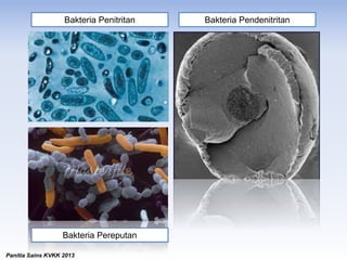 Bakteria PendenitritanBakteria Penitritan
Bakteria Pereputan
Panitia Sains KVKK 2013
 
