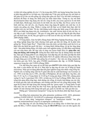 2
và diện tích nông nghiệp chỉ còn 1,5 tỉ ha trong năm 2050; sản lượng lương thực tòan cầu
sẽ phải tăng gấp đôi so với hiện nay. Giải pháp nào? Việc giải mã bộ gen cây mô hình có
thể giúp ích gì cho cải tiến giống cây trồng (bao gồm cây lúa)? Cây mô hình Arabidopsis
thaliana đã được sử dụng cho nhiều lòai cây khác tham khảo. Tương tự, cây mô hình
Brachydopium được ứng dụng cho mễ cốc vùng ôn đới, cây Lotus japonicus là mô hình
cố định đạm, Medicargo truncatula là mô hình cho cây họ Đậu, lúa Oryza sativa là mô
hình sinh học cho mễ cốc, cây Populus được ứng dụng để nghiên cứu sinh học và di
truyền của giống cây rừng. Nhiều ý tưởng mới đã thực sự trở thành hiện thực nhờ thí
nghiệm trên cây mô hình. Thí dụ: tính kháng tuyến trùng gây bệnh sưng rễ nhờ phân tử
RNA can thiệp ứng dụng trên cây Arabidopsis, sản xuất vaccine dịch tả trên cây lúa, và
cây bắp có gen “colicinogenic”. Bộ gen vô cùng phức tạp của cây bắp đã gần như được
giải mã hòan tòan, do đó, bây giờ người ta có thể xem nó như cây mô hình vào cuối năm
2009 (Phillip 2008).
Ở Trung Quốc, Giáo Sư QiFa Zhang thuộc ĐH Nông Nghiệp Huazhong, cùng với
các đồng nghiệp đang thực hiện chương trình quốc gia khá nổi tiếng, đó là phát triển
giống lúa “Green Super Rice”. Thách thức tòan cầu trước sự kiện thâm canh lúa là (i) sự
phát triển sâu bệnh hại quyết liệt hơn + sử dụng thuốc không đúng, (ii) áp lực tăng năng
suất + bón phân không đúng, (iii) thiếu nước tưới nghiêm trọng, (iv) đất thâm canh không
còn mở rộng được nữa. Ba mục tiêu rõ ràng của Green Super Rice là: giảm đầu vào,
tăng sản lượng, môi trường tốt. Giống lúa theo chiến lược này là: kháng nhiều sâu bệnh
hại, hiệu quả sử dụng phân N cao, kháng hạn. Gen đáp ứng yêu cầu hiệu quả hấp thu dinh
dưỡng cao đã được công bố: Gen điều khiển NUE (N uptake efficiency) được khai thác
từ ngân hàng gen (với 64.000 mẫu giống lúa cổ truyền) + thư viện các dòng mutants để
tìm kiếm gen cho NUE, bao gồm 270.000 transformants độc lập, và 20.000 flanking
sequences trong thư viện T-DNA (Zhang 2008).
Các nhà khoa học quan sát sự thể hiện gen OsPTF1 điều khiển hiệu quả hấp thu
lân, định vị trên nhiễm sắc thể số 6. Phát hiện sự đáp ứng rất sớm với N bằng kỹ thuật
microarray. Hiệu quả sử dụng phân đạm đã giảm nghiêm trọng trên nhiều vùng trồng lúa.
Nghiên cứu xu hướng năng suất lúa N giảm dần (dự án yield declining) của Cassman và
ctv. 1996 và tài liệu của Li 1991, cho thấy ở Philippines, để sản xuất được 1kg thóc, cần
bón 15-18 kg N, ở Trung Quốc là 15-20 kg N trong giai đoạn 1958-1963, nhưng giảm
xuống 9,1 kg N ở giai đoạn 1981-1983, và hiện nay là 5,0 kg N (Zhang 2008). Bảo vệ cây
trồng trên quan điểm tổng hợp: dinh dưỡng cây trồng, di truyền tính kháng của cây chủ,
di truyền gen độc tính của pathogen, môi trường sinh thái nơi cây trồng tăng trưởng. Mối
quan hệ ấy được kết hợp trong một chương trình lúa “green super” ở Trung Quốc là một
mẫu mực cho các nước trồng lúa như Việt Nam, tập họp được nhiều nhà khoa học đầu
ngành với một chương trình mang tính quốc gia, quốc tế, đa lĩnh vực. Kết quả như sau:
Những gen “ammonium transporter” trong cây lúa đã được phân lập thuộc họ gen
OsAMT.
Gen đồng hoá ammonium bao gồm glutamine synthetase (GS1, GS2), glutamate
synthase (NADH-GOGAT, Fd-GOGAT) và glutamate dehydrogenase (GDH)
Gen có chức năng “ammonium transport” và “ammonium transfer” bao gồm
aspartate aminotransferase (AspAT) và asparagine synthetase (AS)
Gen đáp ứng với yêu cầu kháng hạn trên cơ sở chống chịu và thóat hạn của các
quần thể RILs, T-DNA mutant library, trong đó IRAT109 được xem xét như nguồn cho
 