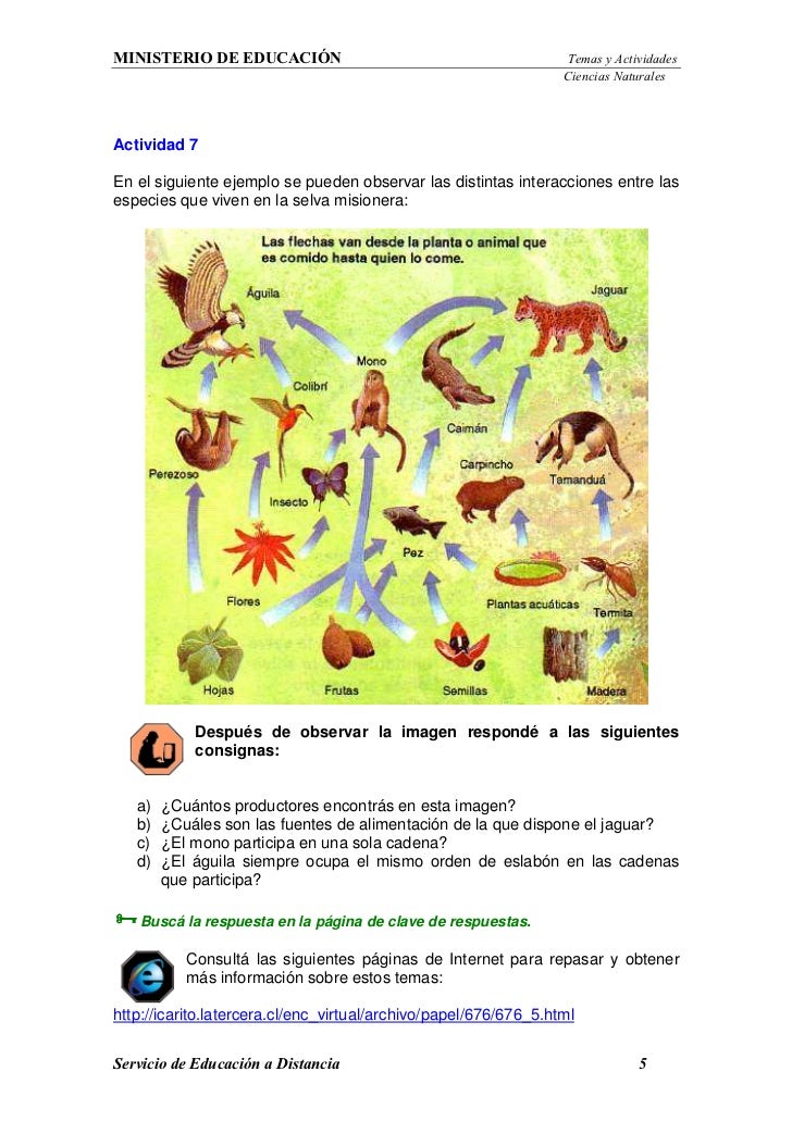 Red Trofica De La Selva Misionera Biologia Niveles Troficos