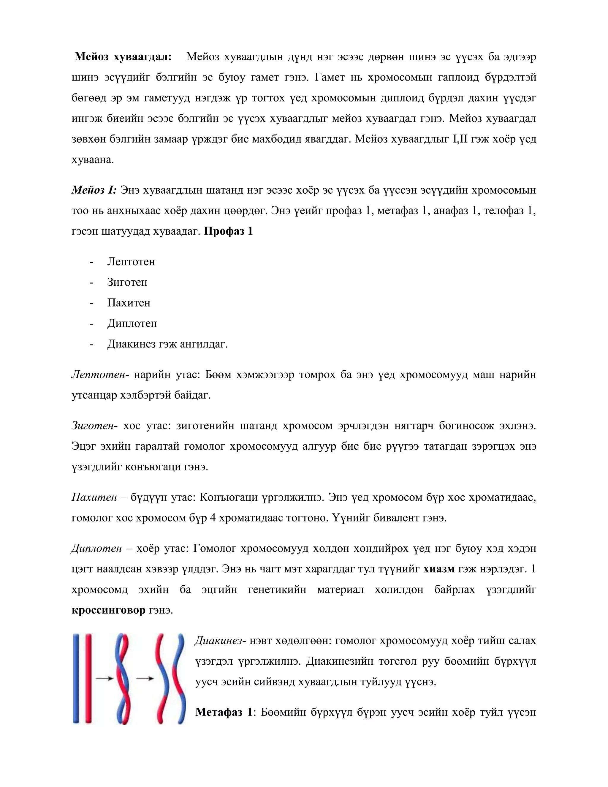Мейоз хуваагдал:     Мейоз хуваагдлын дүнд нэг эсээс дөрвөн шинэ эс үүсэх ба эдгээр
шинэ эсүүдийг бэлгийн эс буюу гамет гэнэ. Гамет нь хромосомын гаплоид бүрдэлтэй
бөгөөд эр эм гаметууд нэгдэж үр тогтох үед хромосомын диплоид бүрдэл дахин үүсдэг
ингэж биеийн эсээс бэлгийн эс үүсэх хуваагдлыг мейоз хуваагдал гэнэ. Мейоз хуваагдал
зөвхөн бэлгийн замаар үрждэг бие махбодид явагддаг. Мейоз хуваагдлыг I,II гэж хоѐр үед
хуваана.

Мейоз I: Энэ хуваагдлын шатанд нэг эсээс хоѐр эс үүсэх ба үүссэн эсүүдийн хромосомын
тоо нь анхныхаас хоѐр дахин цөөрдөг. Энэ үеийг профаз 1, метафаз 1, анафаз 1, телофаз 1,
гэсэн шатуудад хуваадаг. Профаз 1

   -   Лептотен
   -   Зиготен
   -   Пахитен
   -   Диплотен
   -   Диакинез гэж ангилдаг.

Лептотен- нарийн утас: Бөөм хэмжээгээр томрох ба энэ үед хромосомууд маш нарийн
утсанцар хэлбэртэй байдаг.

Зиготен- хос утас: зиготенийн шатанд хромосом эрчлэгдэн нягтарч богиносож эхлэнэ.
Эцэг эхийн гаралтай гомолог хромосомууд алгуур бие бие рүүгээ татагдан зэрэгцэх энэ
үзэгдлийг конъюгаци гэнэ.

Пахитен – бүдүүн утас: Конъюгаци үргэлжилнэ. Энэ үед хромосом бүр хос хроматидаас,
гомолог хос хромосом бүр 4 хроматидаас тогтоно. Үүнийг бивалент гэнэ.

Диплотен – хоѐр утас: Гомолог хромосомууд холдон хөндийрөх үед нэг буюу хэд хэдэн
цэгт наалдсан хэвээр үлддэг. Энэ нь чагт мэт харагддаг тул түүнийг хиазм гэж нэрлэдэг. 1
хромосомд эхийн ба эцгийн генетикийн материал холилдон байрлах үзэгдлийг
кроссинговор гэнэ.

                       Диакинез- нэвт хөдөлгөөн: гомолог хромосомууд хоѐр тийш салах
                       үзэгдэл үргэлжилнэ. Диакинезийн төгсгөл руу бөөмийн бүрхүүл
                       уусч эсийн сийвэнд хуваагдлын туйлууд үүснэ.

                       Метафаз 1: Бөөмийн бүрхүүл бүрэн уусч эсийн хоѐр туйл үүсэн
 