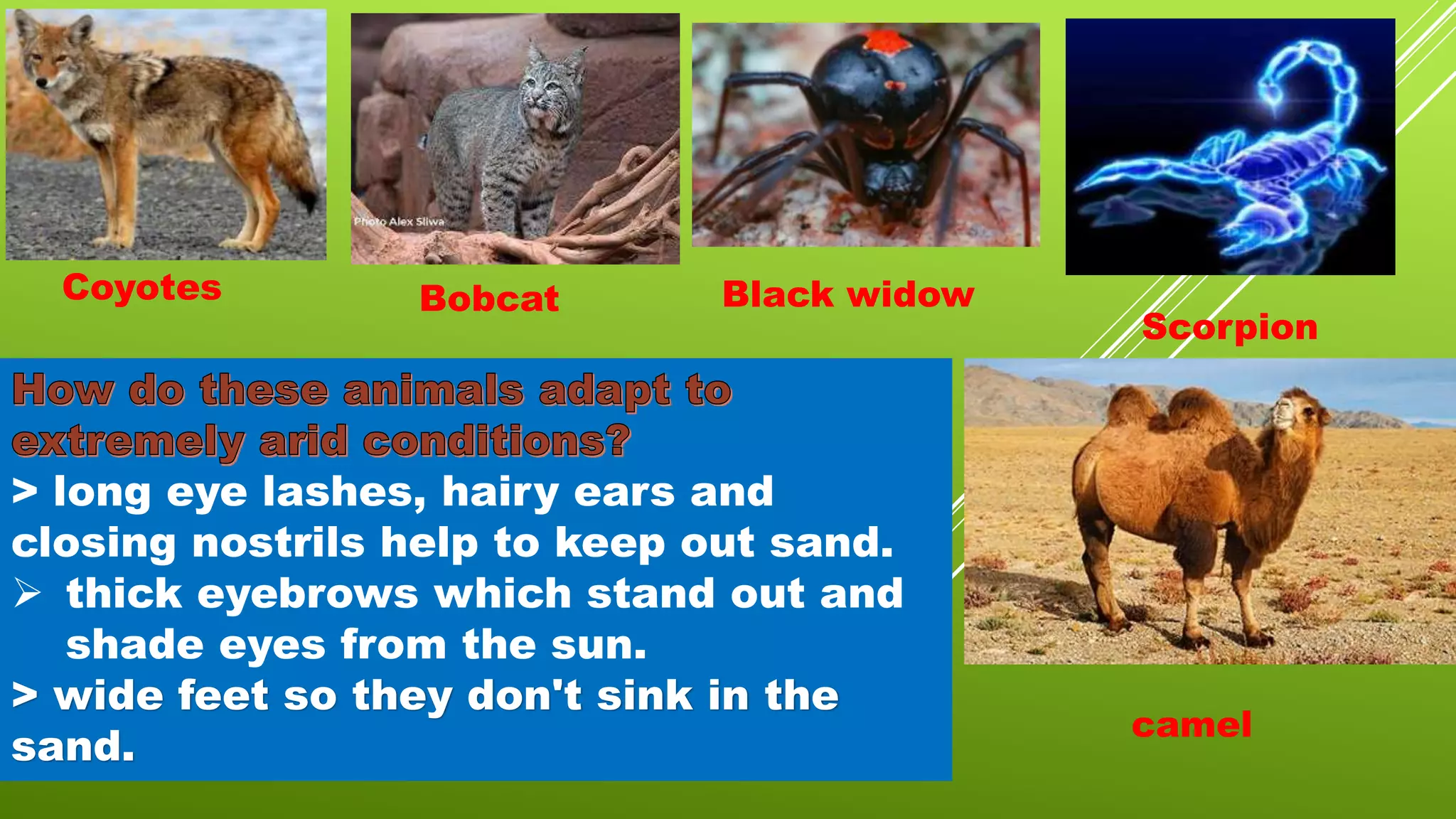 > long eye lashes, hairy ears and
closing nostrils help to keep out sand.
 thick eyebrows which stand out and
shade eyes from the sun.
> wide feet so they don't sink in the
sand.
Coyotes Bobcat Black widow
Scorpion
camel
 