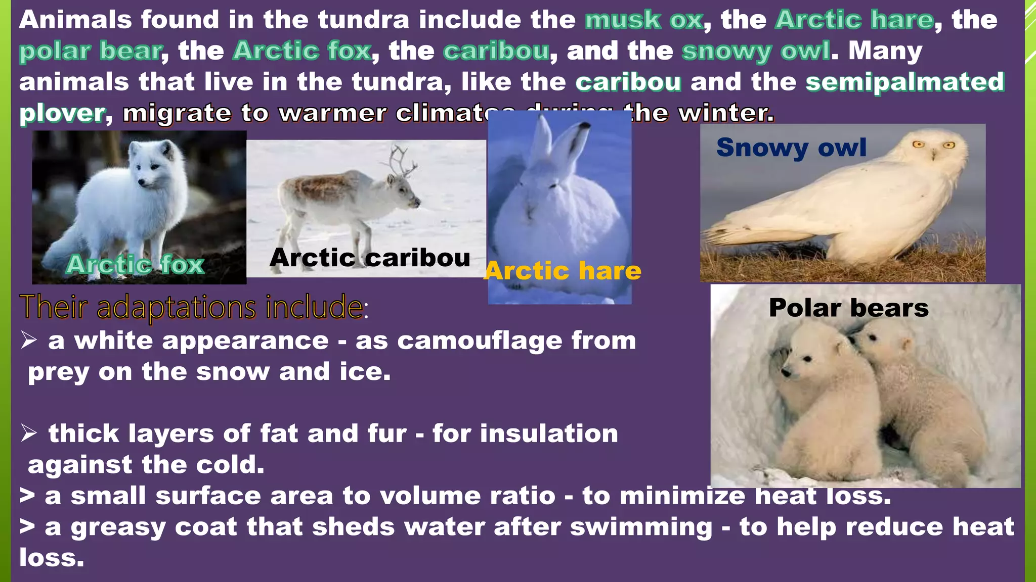 Animals found in the tundra include the , the , the
, the , the , and the . Many
animals that live in the tundra, like the and the
,
:
 a white appearance - as camouflage from
prey on the snow and ice.
 thick layers of fat and fur - for insulation
against the cold.
> a small surface area to volume ratio - to minimize heat loss.
> a greasy coat that sheds water after swimming - to help reduce heat
loss.
Polar bears
Arctic hare
Arctic caribou
Snowy owl
 