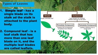 Types of Leaves
1. Simple leaf - has a
single blade on its
stalk ad the stalk is
attached to the plant
body.
2. Compound leaf - is a
leaf stalk that has
more than one leaf
blade on it, and the
multiple leaf blades
are called leaflets.
 