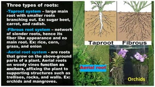 Three types of roots:
-Taproot system – large main
root with smaller roots
branching out. Ex: sugar beet,
carrot, and radish.
-Fibrous root system – network
of slender roots, hence its
fiber like appearance and no
main root. Ex: rice, corn,
grass, and onion
-Aerial root system - are roots
that grow on the above-ground
parts of a plant. Aerial roots
on woody vines function as
anchors, affixing the plant to
supporting structures such as
trellises, rocks, and walls. Ex:
orchids and mangroves.
Aerial root
 
