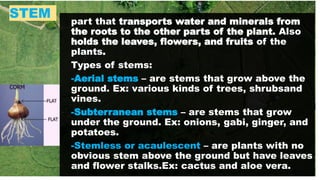 STEM
part that transports water and minerals from
the roots to the other parts of the plant. Also
holds the leaves, flowers, and fruits of the
plants.
Types of stems:
-Aerial stems – are stems that grow above the
ground. Ex: various kinds of trees, shrubsand
vines.
-Subterranean stems – are stems that grow
under the ground. Ex: onions, gabi, ginger, and
potatoes.
-Stemless or acaulescent – are plants with no
obvious stem above the ground but have leaves
and flower stalks.Ex: cactus and aloe vera.
 