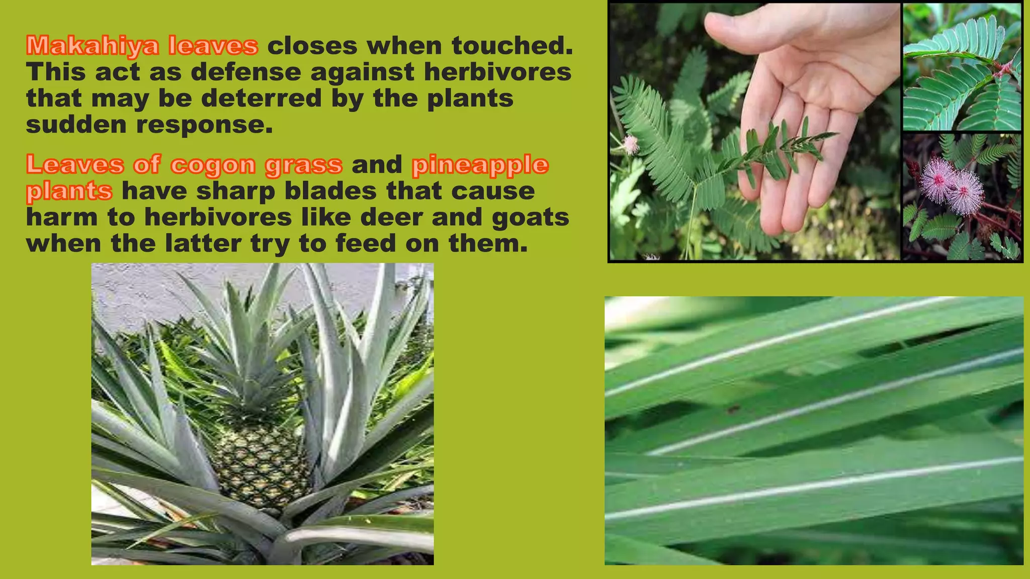 closes when touched.
This act as defense against herbivores
that may be deterred by the plants
sudden response.
and
have sharp blades that cause
harm to herbivores like deer and goats
when the latter try to feed on them.
 