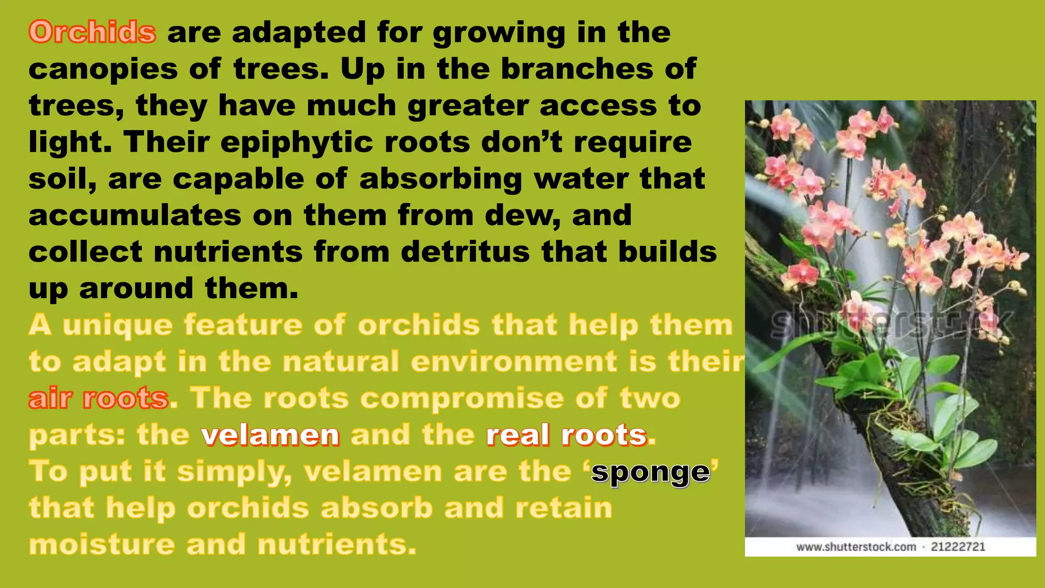 are adapted for growing in the
canopies of trees. Up in the branches of
trees, they have much greater access to
light. Their epiphytic roots don’t require
soil, are capable of absorbing water that
accumulates on them from dew, and
collect nutrients from detritus that builds
up around them.
 