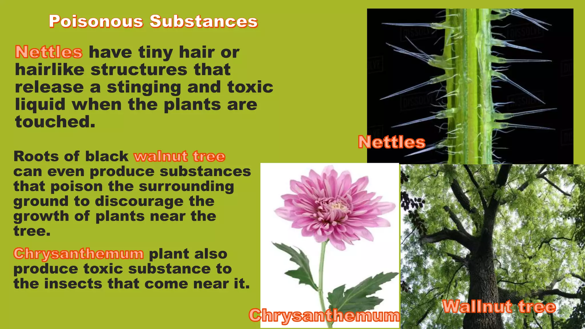 have tiny hair or
hairlike structures that
release a stinging and toxic
liquid when the plants are
touched.
Roots of black
can even produce substances
that poison the surrounding
ground to discourage the
growth of plants near the
tree.
plant also
produce toxic substance to
the insects that come near it.
 