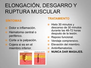 ELONGACIÓN, DESGARRO Y
RUPTURA MUSCULAR
SÍNTOMAS
TRATAMIENTO
 Dolor e inflamación.
 Hematoma central o
periférico.
 Corte a la palpación.
 Cojera si es en el
miembro inferior.
 Hielo 30 minutos y
descanso de 30 minutos
durante las 48-72 horas
después de la lesión.
 Reposo funcional.
 Vendaje comprensivo.
 Elevación del miembro.
 Antiinflamatorios.
 NUNCA DAR MASAJES.
 