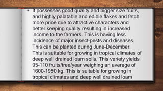 ◈ It possesses good quality and bigger size fruits,
and highly palatable and edible flakes and fetch
more price due to attractive characters and
better keeping quality resulting in increased
income to the farmers. This is having less
incidence of major insect–pests and diseases.
This can be planted during June–December.
This is suitable for growing in tropical climates of
deep well drained loam soils. This variety yields
95–110 fruits/tree/year weighing an average of
1600–1950 kg. This is suitable for growing in
tropical climates and deep well drained loam
soils.
 