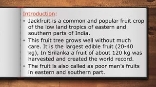 Introduction:
◈ Jackfruit is a common and popular fruit crop
of the low land tropics of eastern and
southern parts of India.
◈ This fruit tree grows well without much
care. It is the largest edible fruit (20-40
kg), In Srilanka a fruit of about 120 kg was
harvested and created the world record.
◈ The fruit is also called as poor man’s fruits
in eastern and southern part.
 