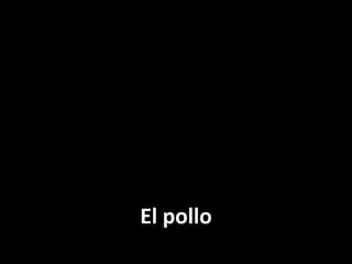 El pollo

 