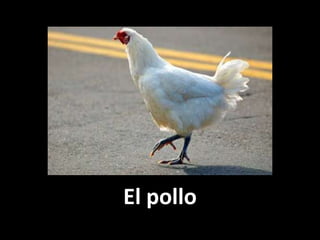 El pollo

 