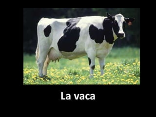 La vaca

 