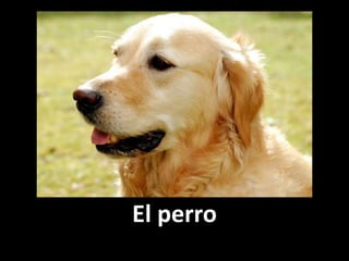 El perro

 