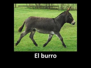El burro

 