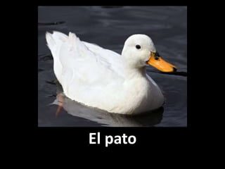 El pato

 