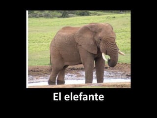El elefante

 