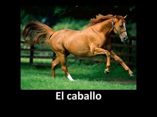 El caballo

 