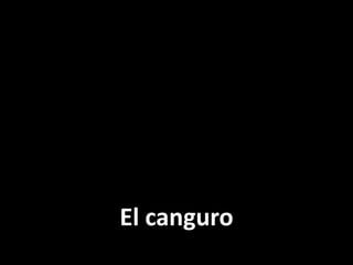 El canguro

 