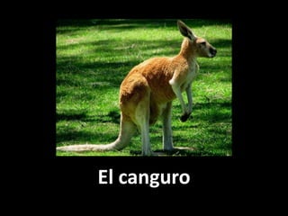 El canguro

 