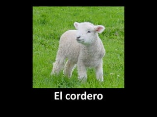 El cordero

 