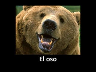 El oso

 