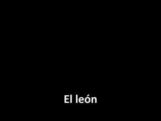 El león

 