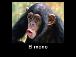 El mono

 