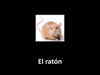 El ratón

 