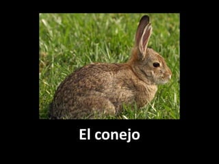 El conejo

 