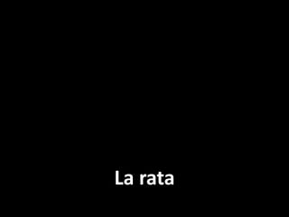 La rata

 