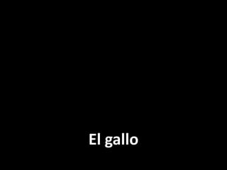El gallo

 