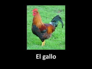 El gallo

 